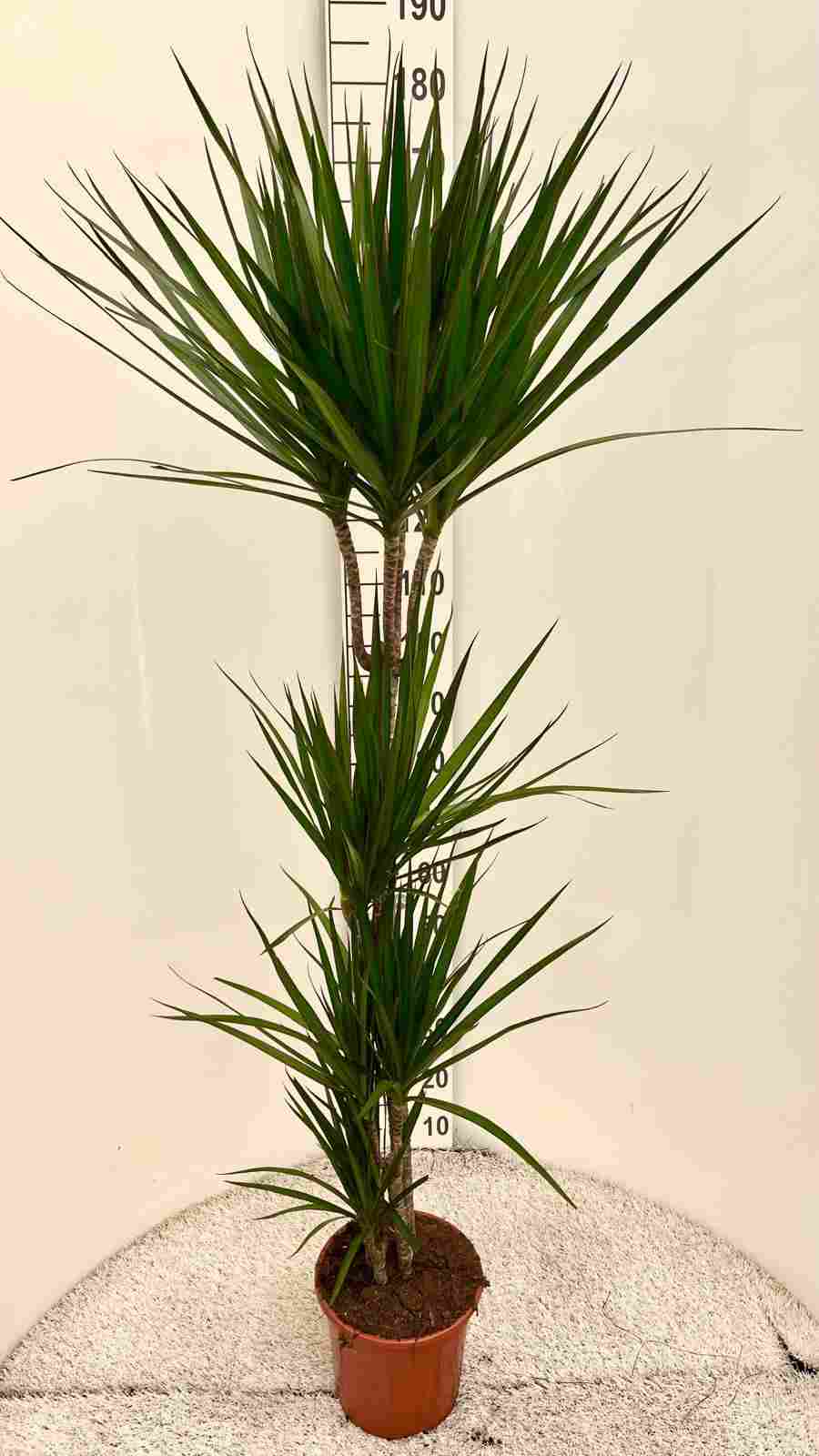 DRACAENA MARGINATA C 22 90.60.30.15 CM